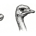 Ostrich